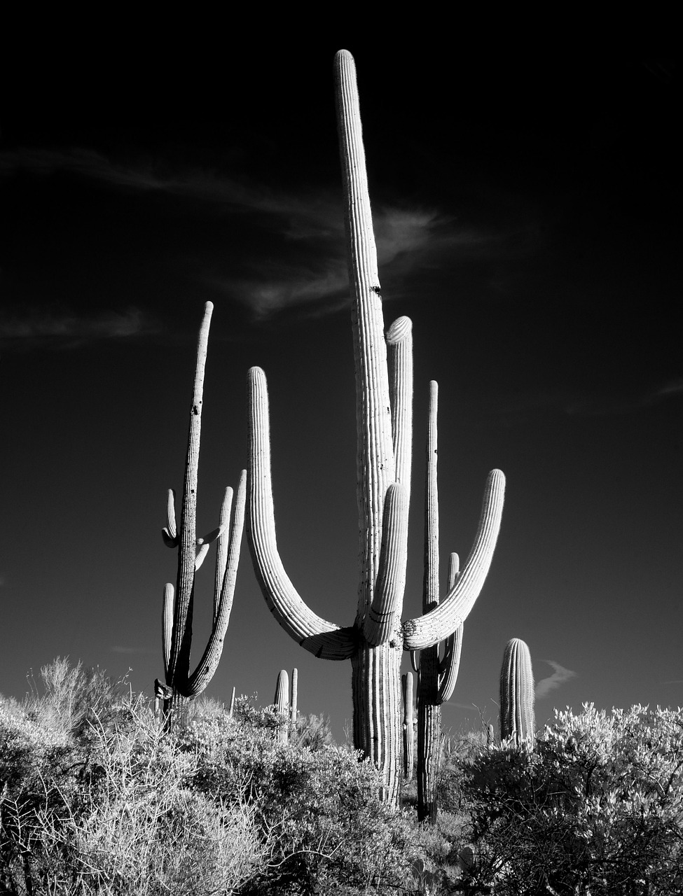 Kaktusas, Sw, Juoda Ir Balta, Saguaro, Dykuma, Prairie, Tucson, Arizona, Usa, Amerikietis