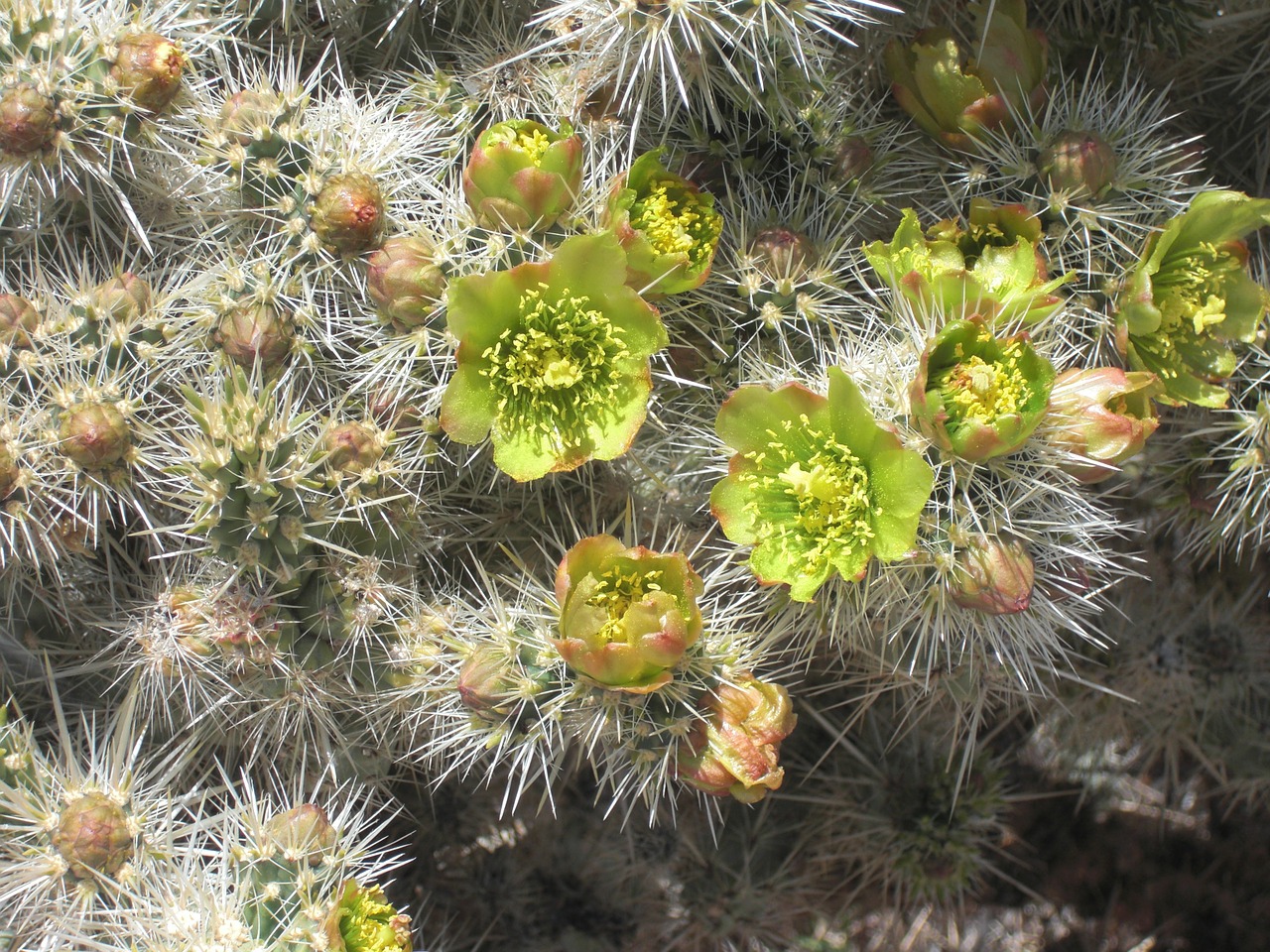 Kaktusas, Joshua Medžio Nacionalinis Parkas, Akmenys, Kalifornija, Dykuma, Kraštovaizdis, Gamta, Sausas, Kaktusai, Sausas