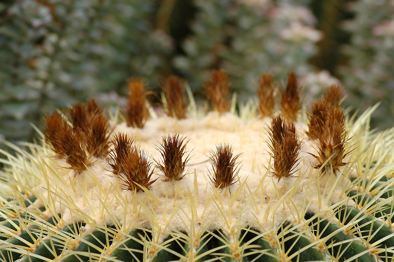 Arboretum, Kaktusas, Gėlės, Botanikos Sodas, Sukulentai, Erškėtis, Nemokamos Nuotraukos,  Nemokama Licenzija