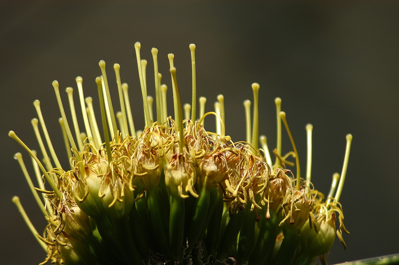 Kaktusas, Arboretum, Gėlės, Makro, Geltona, Nemokamos Nuotraukos,  Nemokama Licenzija