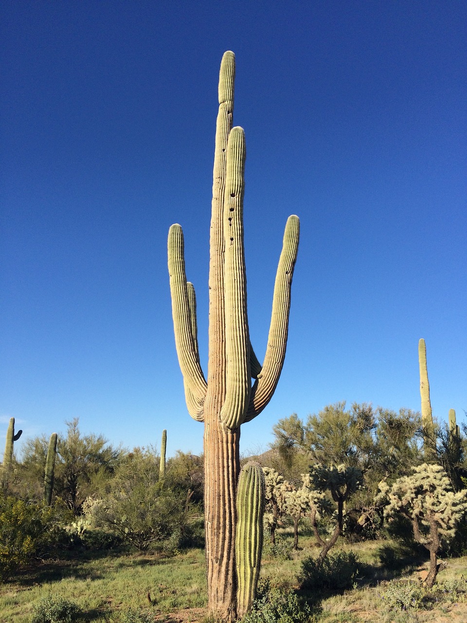 Kaktusas, Arizona, Saguaro, Nemokamos Nuotraukos,  Nemokama Licenzija