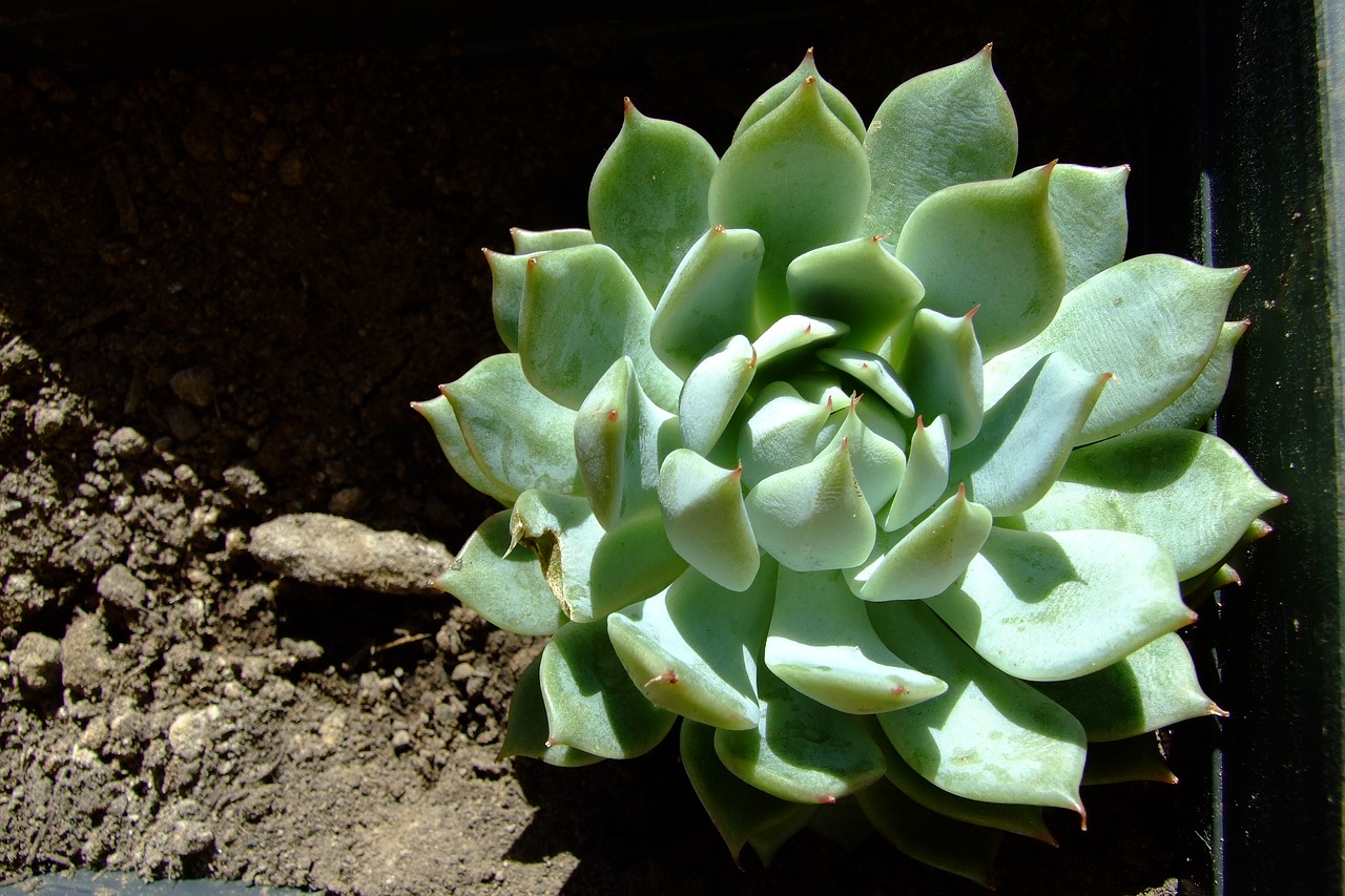 Echeveria Lola, Sultingas, Apvalus, Augalas, Kaktusai, Žalias, Nemokamos Nuotraukos,  Nemokama Licenzija