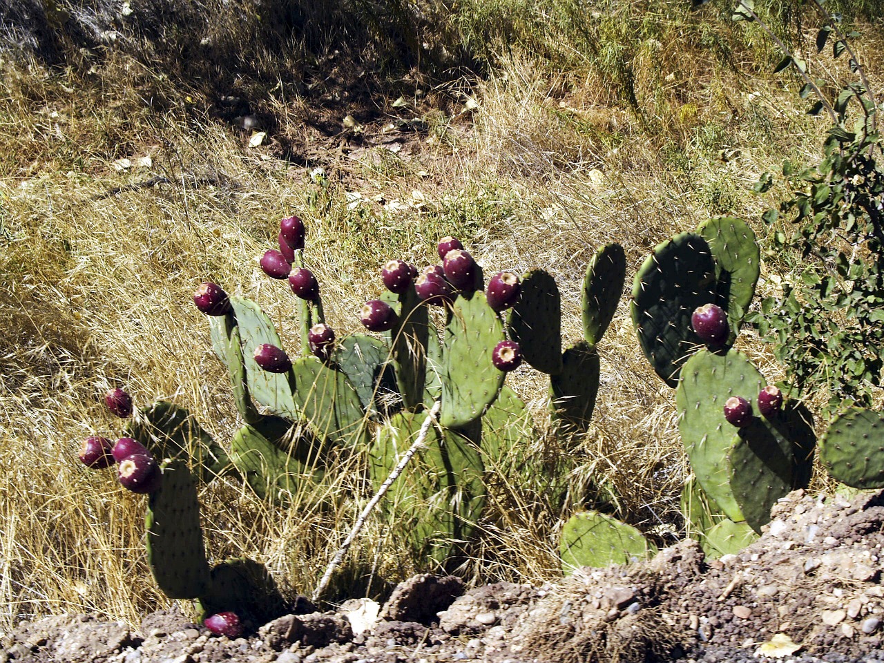 Kaktusas, Gamta, Laukinis Augalas, Dykuma, Karštas, Sausas, Arizona, Usa, Gražus, Lauke