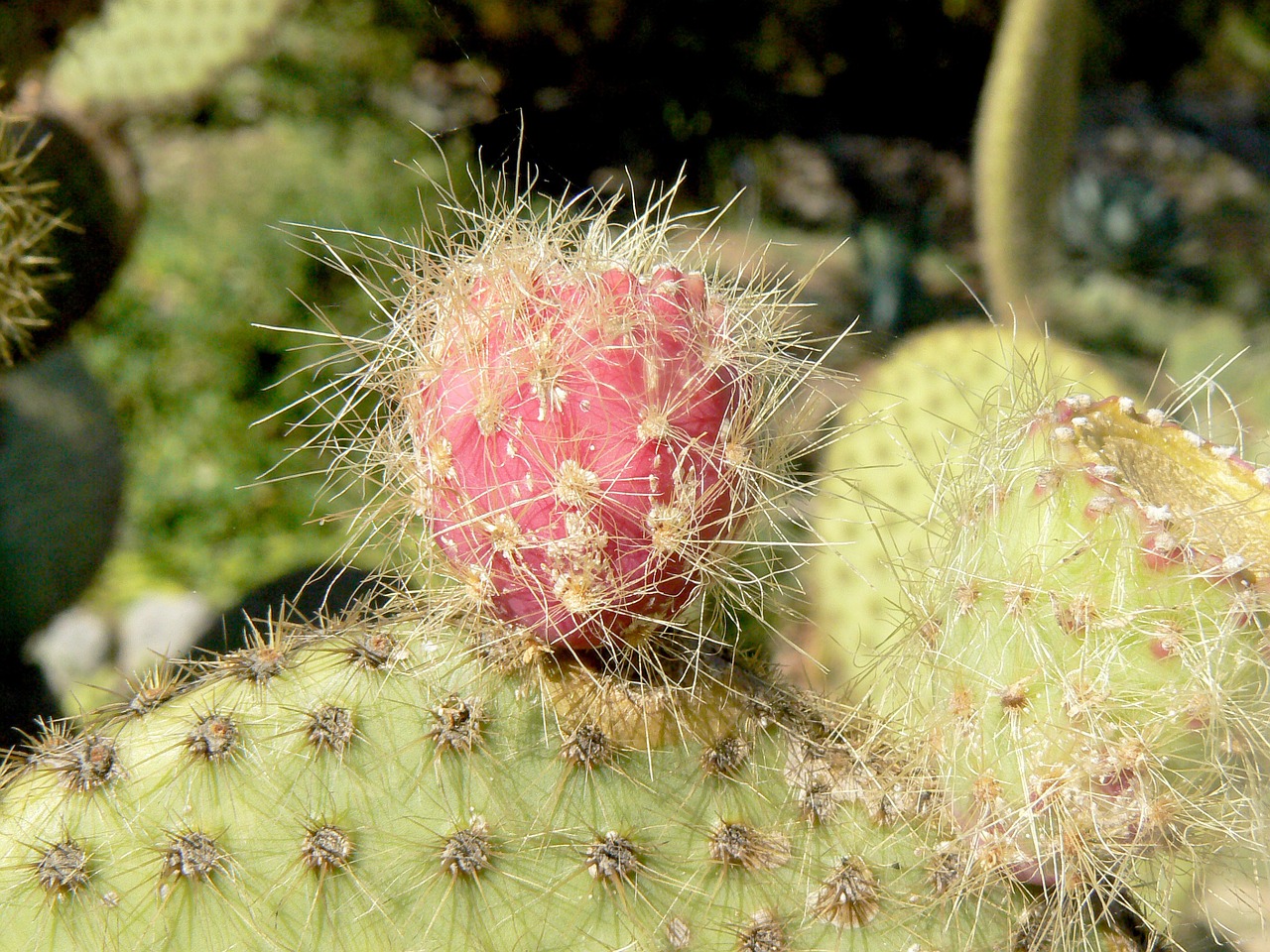 Kaktusas, Augalas, Sultingas, Botanikos, Kaktusai, Botanika, Dykuma, Gėlė, Flora, Augti