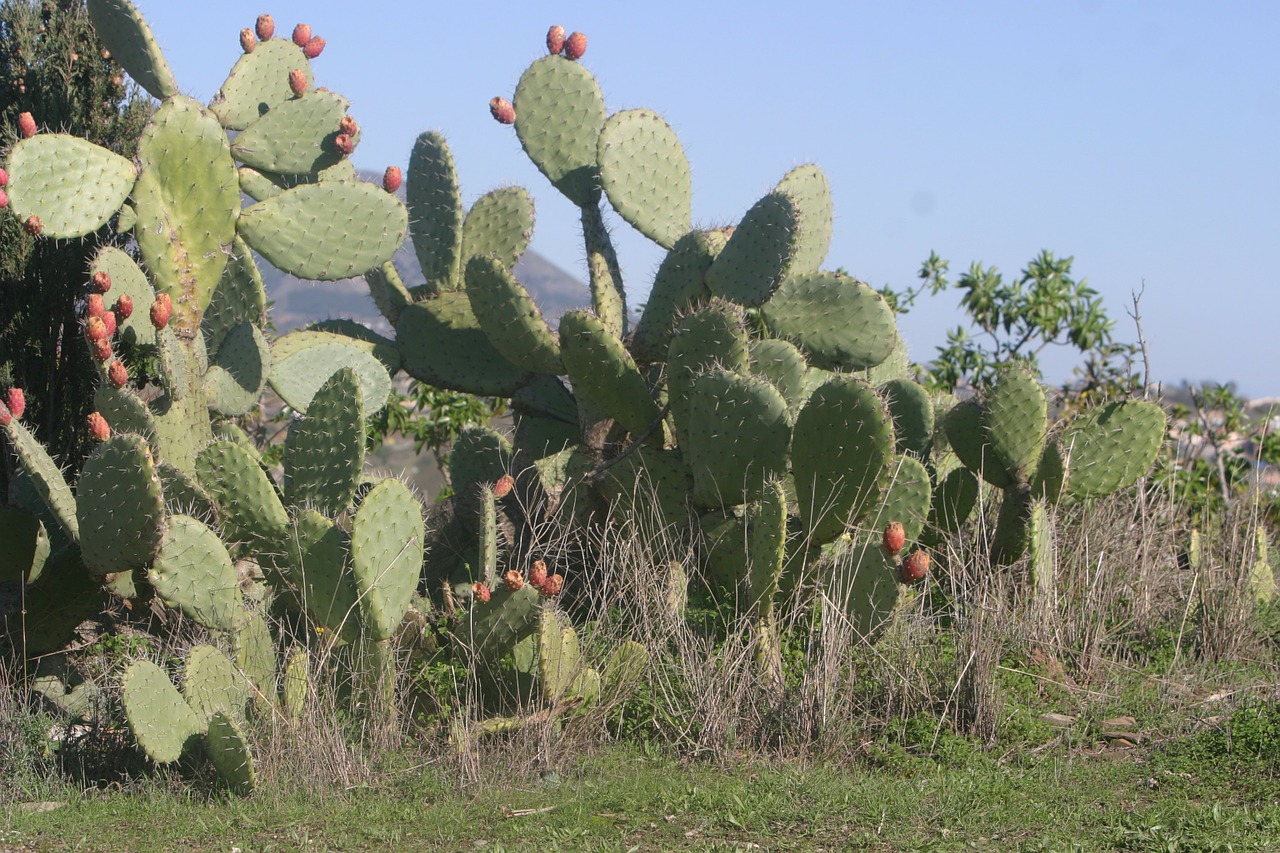 Kaktusas, Costa Del Sol, Ispanija, Dygliuotas, Nemokamos Nuotraukos,  Nemokama Licenzija