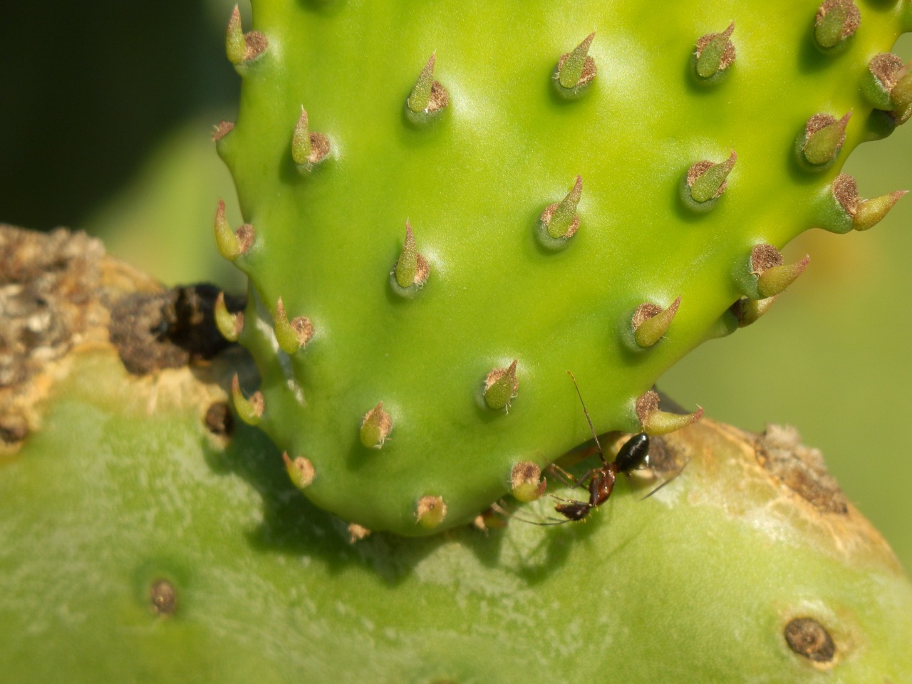 Kaktusas, Augalas, Plonas, Gamta, Dygliuotas, Flora, Dekoratyvinis Augalas, Gėlė, Gėlių Sodas, Nemokamos Nuotraukos