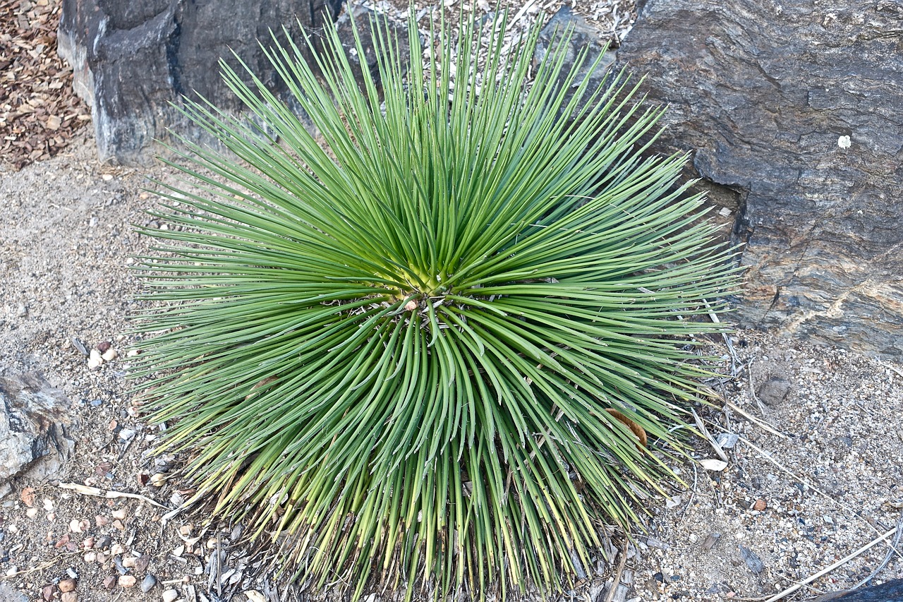 Kaktusas, Sultingas, Smailas, Ekologiškas, Botanika, Lapai, Augalas, Natūralus, Aplinka, Figūra