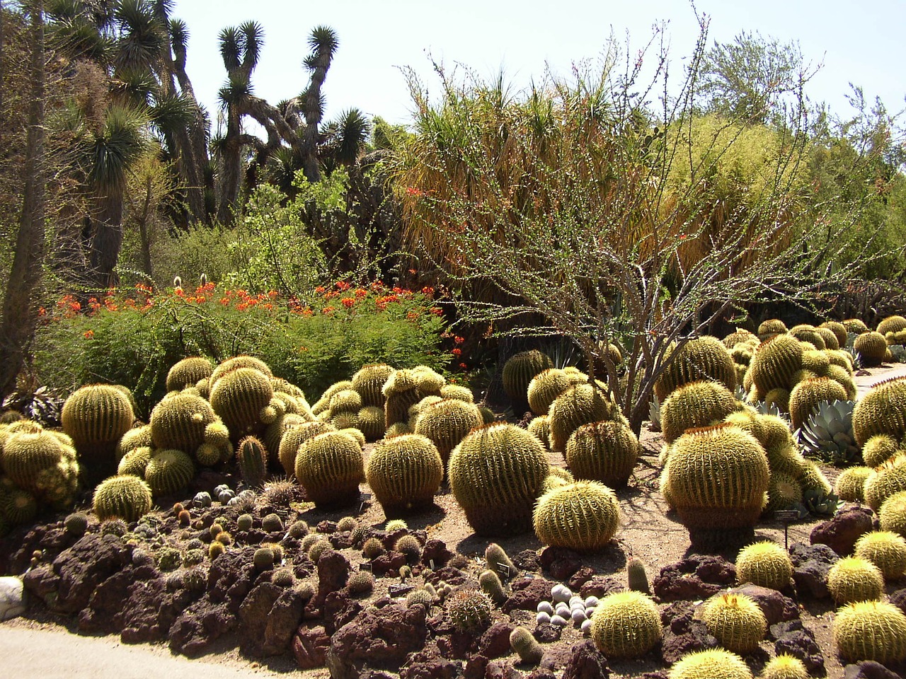 Kaktusas, Botanikos, Egzotiškas, Nemokamos Nuotraukos,  Nemokama Licenzija
