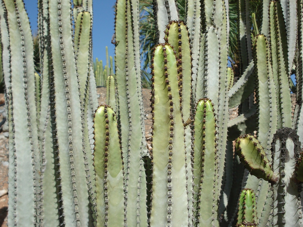 Kaktusas, Augalas, Arizona, Nemokamos Nuotraukos,  Nemokama Licenzija
