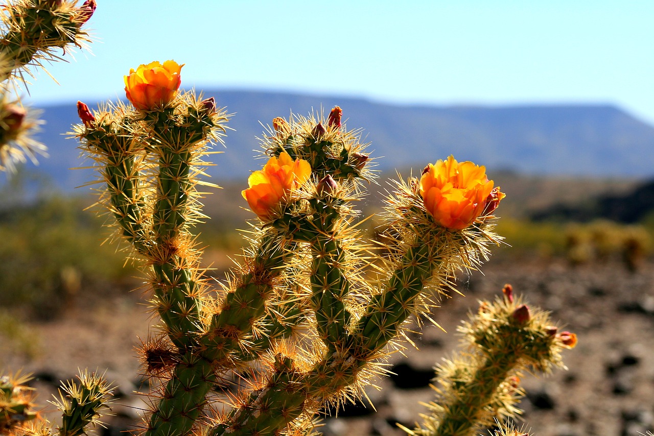 Kaktusas, Arizona, Dykuma, Kaktusai, Pietvakarius, Sonoran, Vakarų, Dygliuotas, Nemokamos Nuotraukos,  Nemokama Licenzija