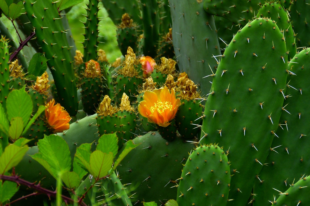 Kaktusas, Augalas, Dygliuotas, Gamta, Flora, Orang, Kaktusas Šiltnamius, Ispanija, Erškėčių, Kaktusas Sodas