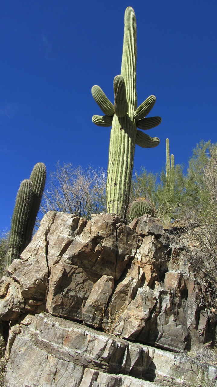 Kaktusas, Tucson, Arizona, Kraštovaizdis, Augalas, Natūralus, Botanikos, Ekologiškas, Botanika, Žolė