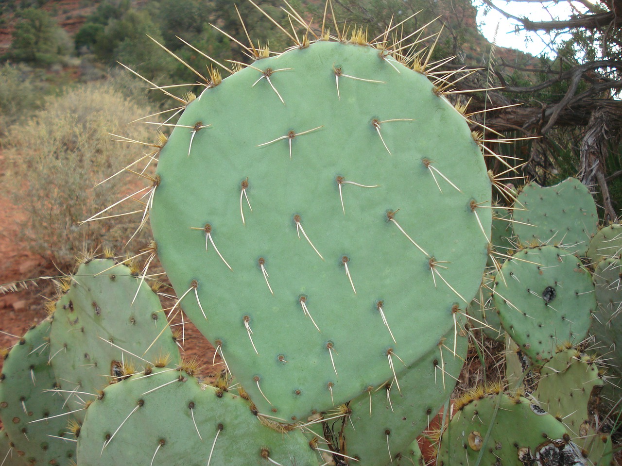 Kaktusas, Dygliuotas, Kriaušė, Dygliuotas Kriaušes, Dygliuotas Kriaušių Kaktusas, Žalias, Natūralus, Ekologiškas, Sedona, Arizona
