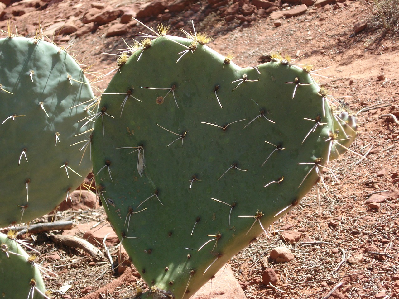 Kaktusas, Širdis, Širdies Kaktusas, Dykuma, Sedona, Arizona, Meilė, Gamta, Ekologiškas, Dygliuotas Kriaušių Kaktusas