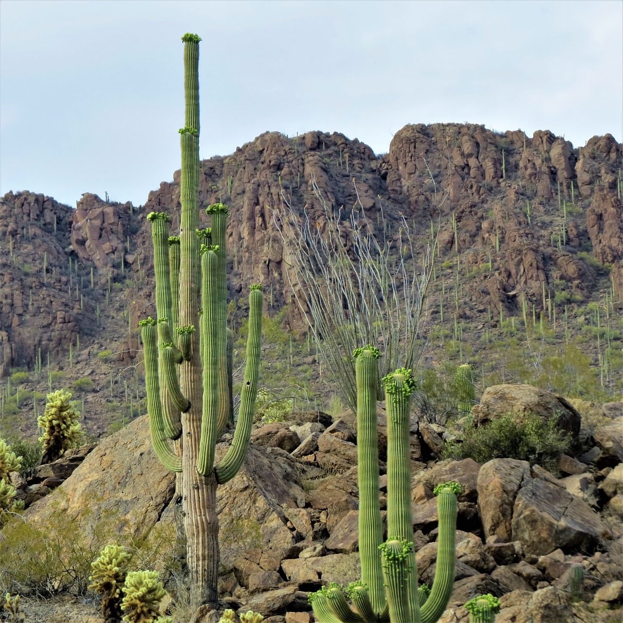 Kaktusas, Saguaro, Arizona, Dykuma, Kalnas, Nemokamos Nuotraukos,  Nemokama Licenzija