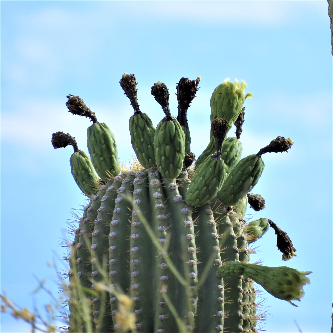 Kaktusas, Saguaro, Arizona, Dykuma, Žydi, Nemokamos Nuotraukos,  Nemokama Licenzija