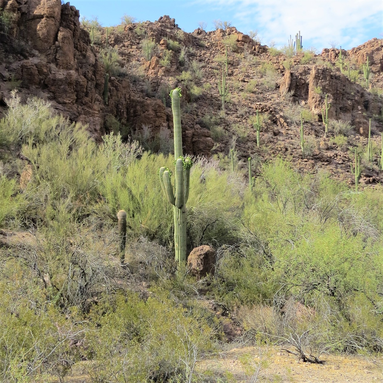 Kaktusas, Arizona, Saguaro, Kraštovaizdis, Kalnas, Dangus, Nemokamos Nuotraukos,  Nemokama Licenzija