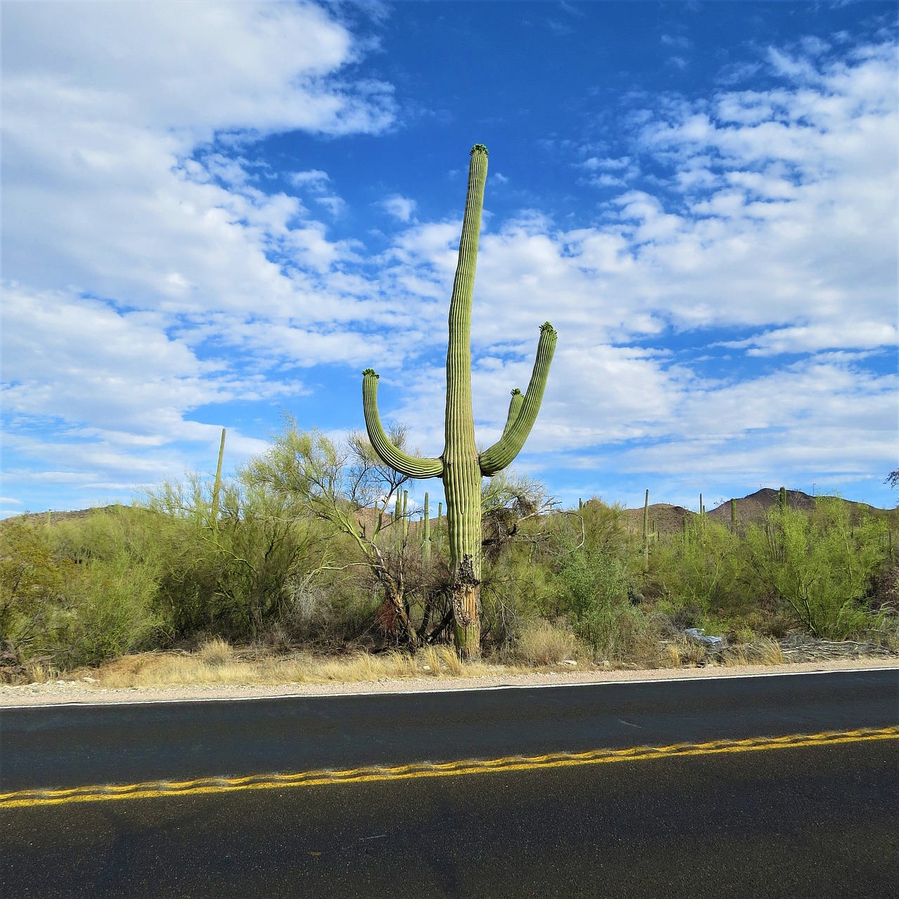 Kaktusas, Arizona, Saguaro, Kraštovaizdis, Dangus, Nemokamos Nuotraukos,  Nemokama Licenzija