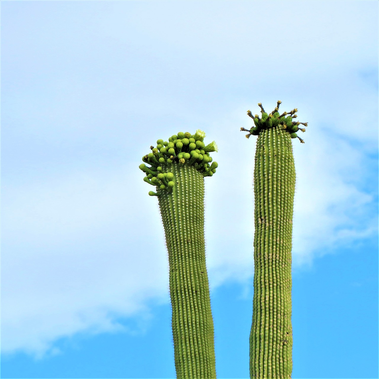 Kaktusas, Arizona, Saguaro, Žydi, Dangus, Nemokamos Nuotraukos,  Nemokama Licenzija