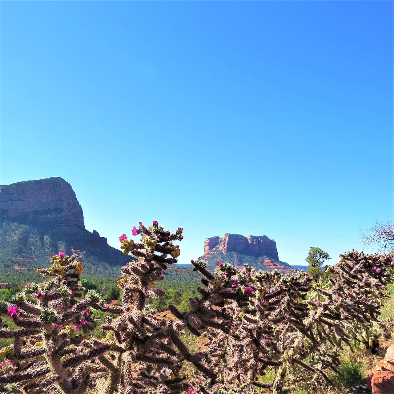 Kaktusas, Gėlės, Sedona, Arizona, Dykuma, Nemokamos Nuotraukos,  Nemokama Licenzija
