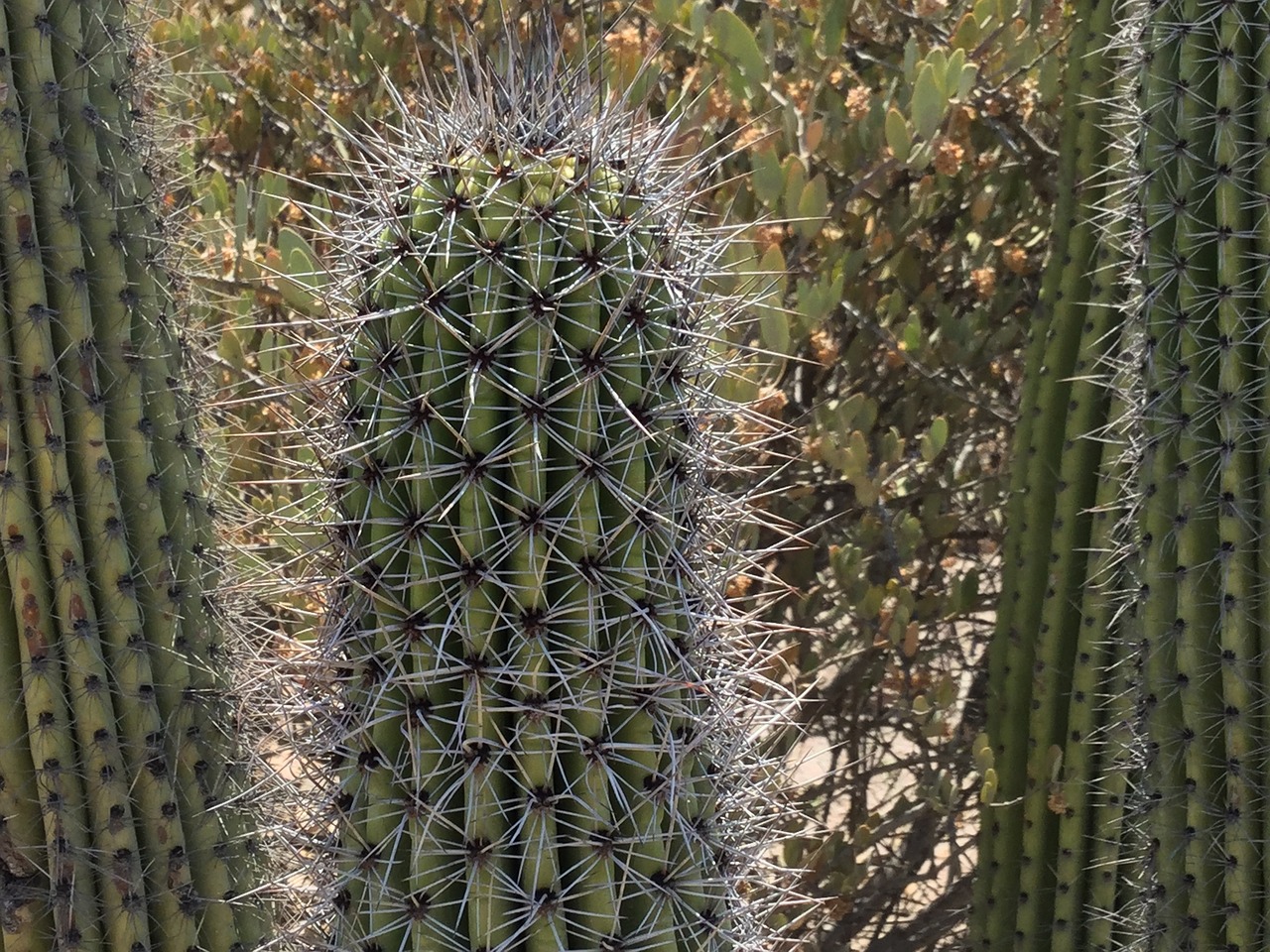 Kaktusas, Dykuma, Sultingas, Sonoran Dykuma, Nemokamos Nuotraukos,  Nemokama Licenzija