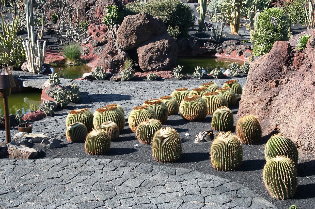 Kaktusas, Lanzarote, Muziejus, Nemokamos Nuotraukos,  Nemokama Licenzija