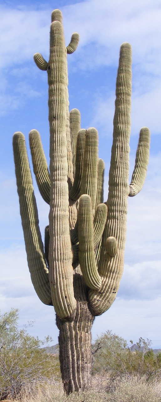 Kaktusas, Daugybė Ginklų, Saguaro, Arizona, Sonoran, Dykuma, Pietvakarius, Gamta, Saguaro Kaktusas, Nemokamos Nuotraukos