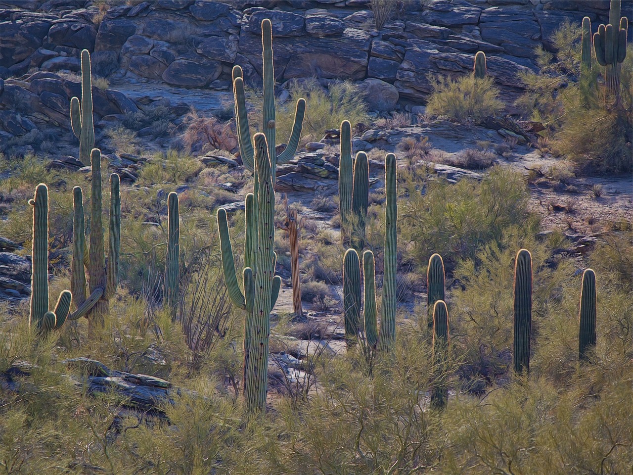 Kaktusas, Kaktusai, Augalai, Nemokamos Nuotraukos,  Nemokama Licenzija