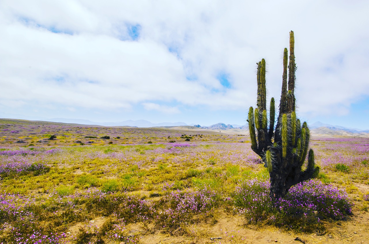 Kaktusas, Žydintis Dykumas, Gėlės, Čile, Nemokamos Nuotraukos,  Nemokama Licenzija