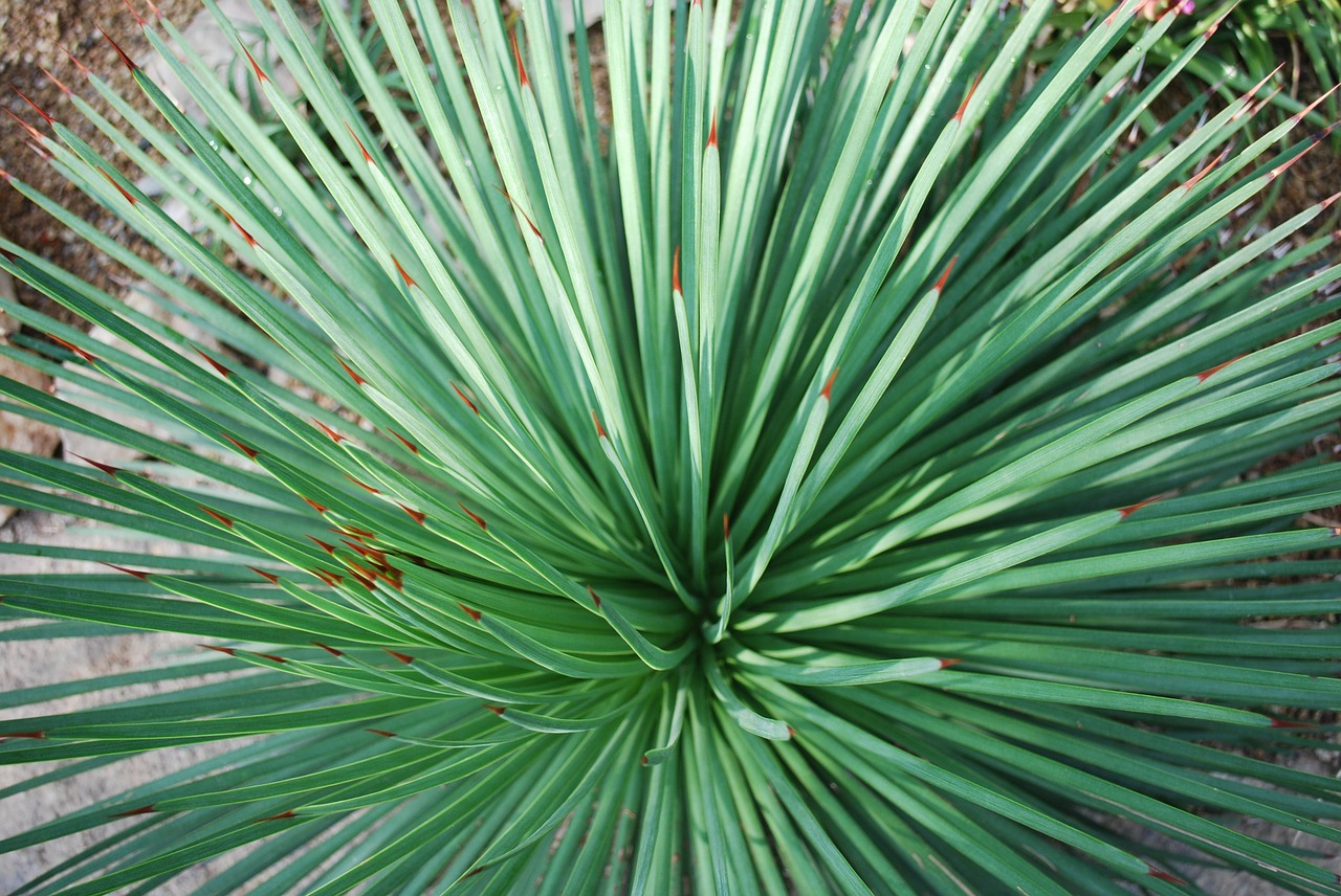 Kaktusas, Dykuma, Augalas, Spiglys, Aštrus, Natūralus, Erškėčių, Erškėtis, Spiked, Šuoliai