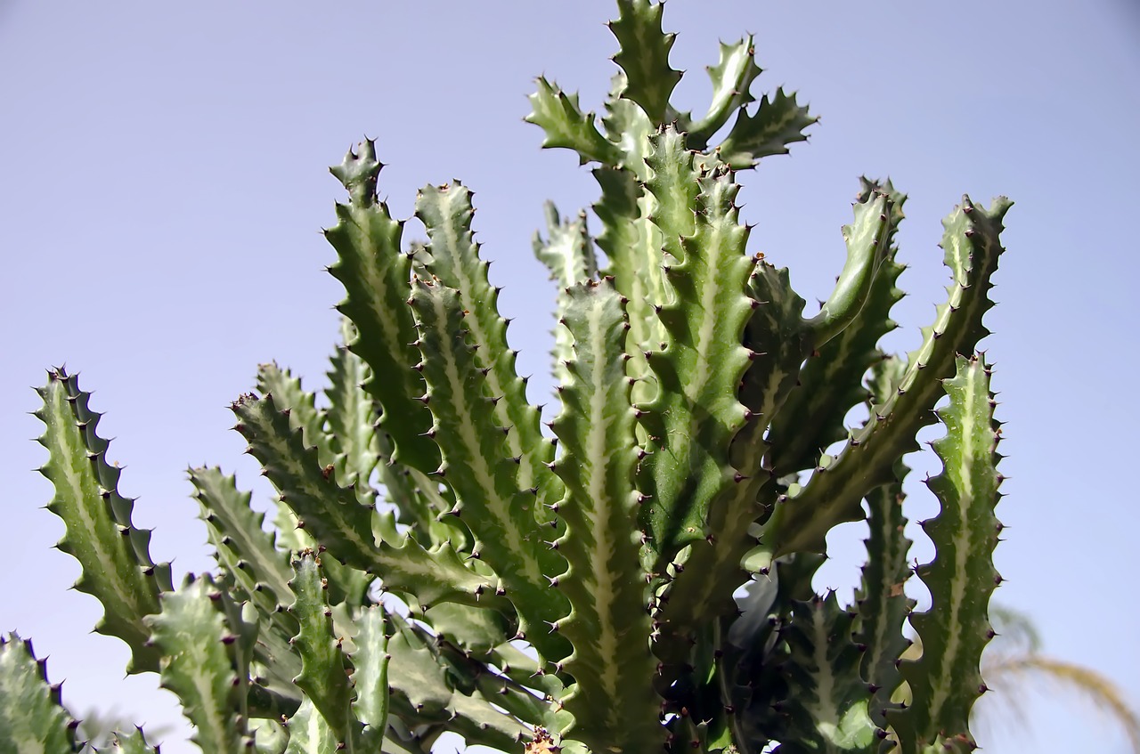 Kaktusas,  Cereus,  Sijūnas Tetragonus,  Thorn,  Sultingi Augalų,  Dykuma,  Sharp,  Prieskonis, Nemokamos Nuotraukos,  Nemokama Licenzija