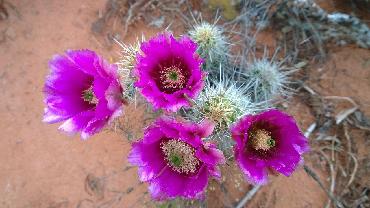 Kaktusas, Žiedai, Pietvakarius, Sedona, Arizona, Violetinė, Gimtoji, Flora, Iš Arti, Gėlė