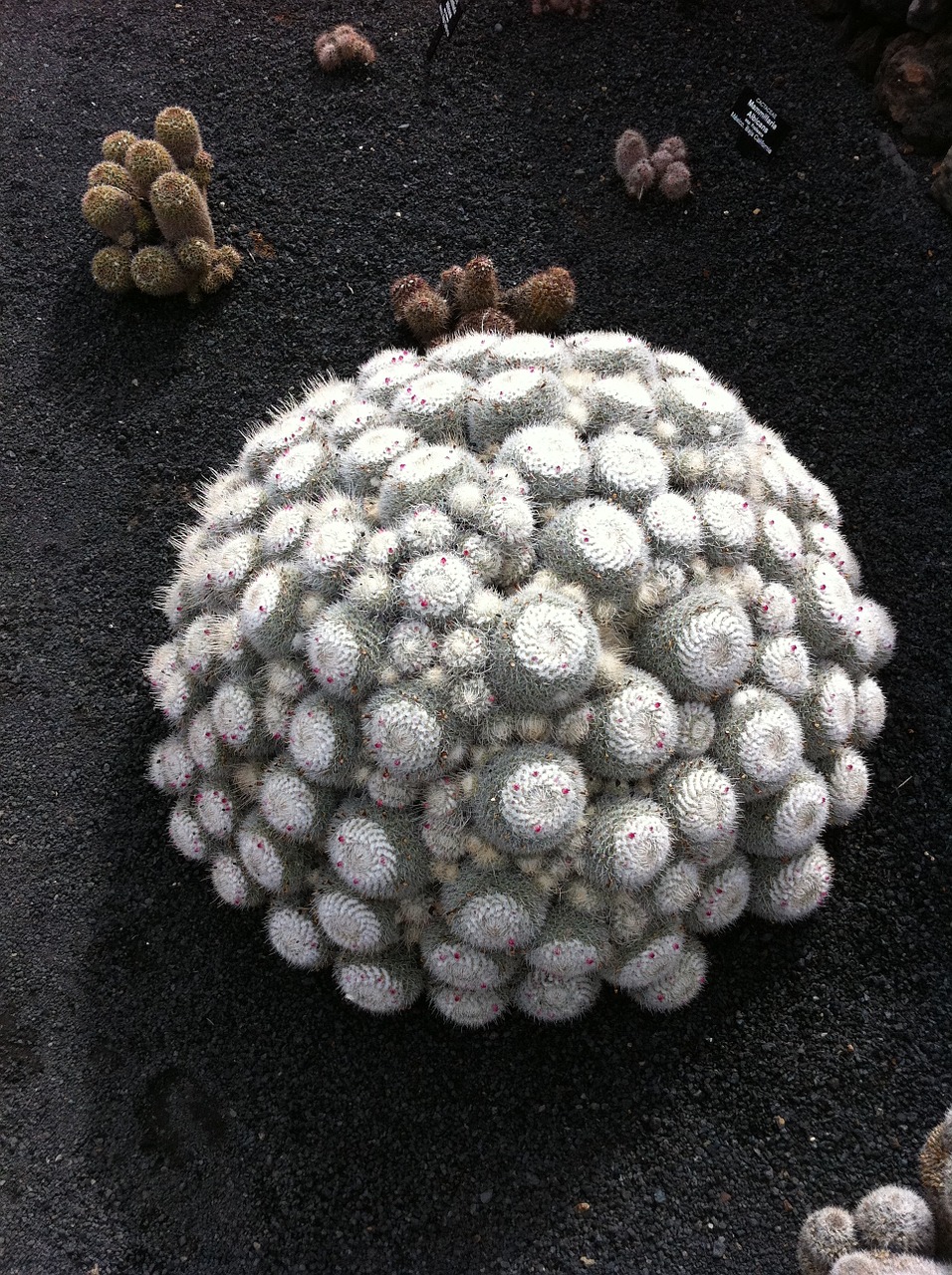 Kaktusas, Fuerteventura, Manrique Kaktusas Sodas, Nemokamos Nuotraukos,  Nemokama Licenzija