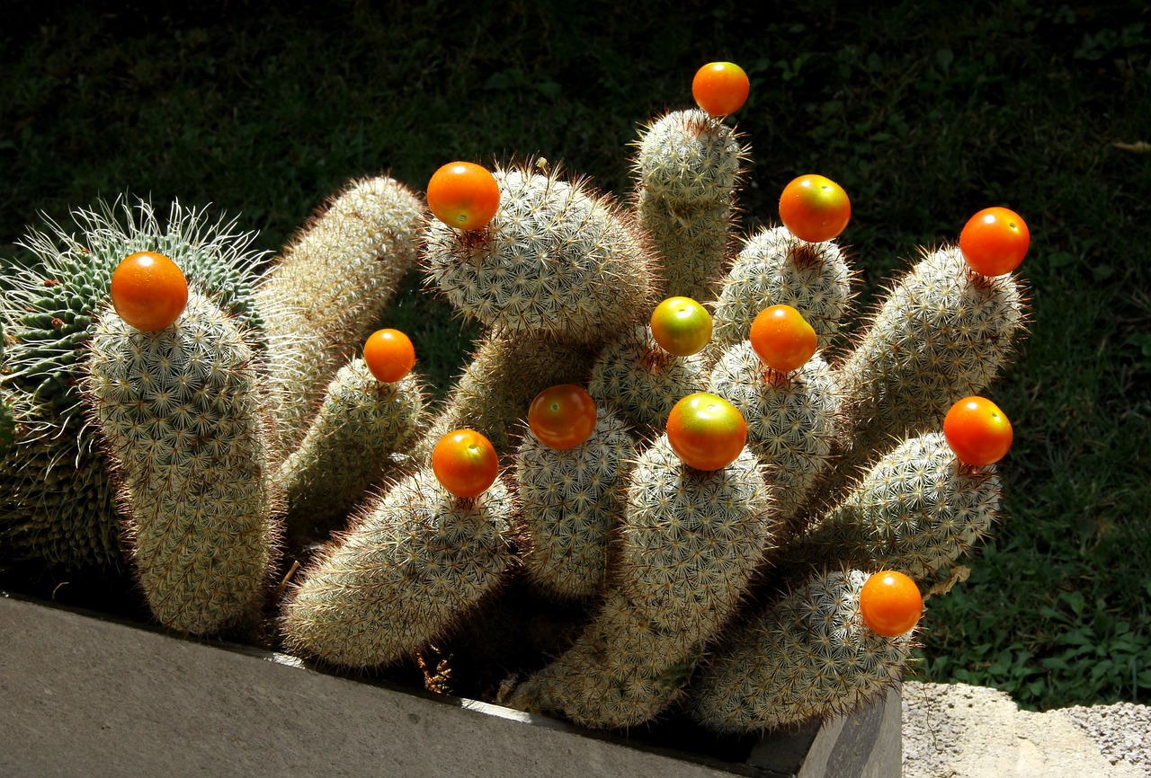 Kaktusas,  Vaisiai, Nemokamos Nuotraukos,  Nemokama Licenzija