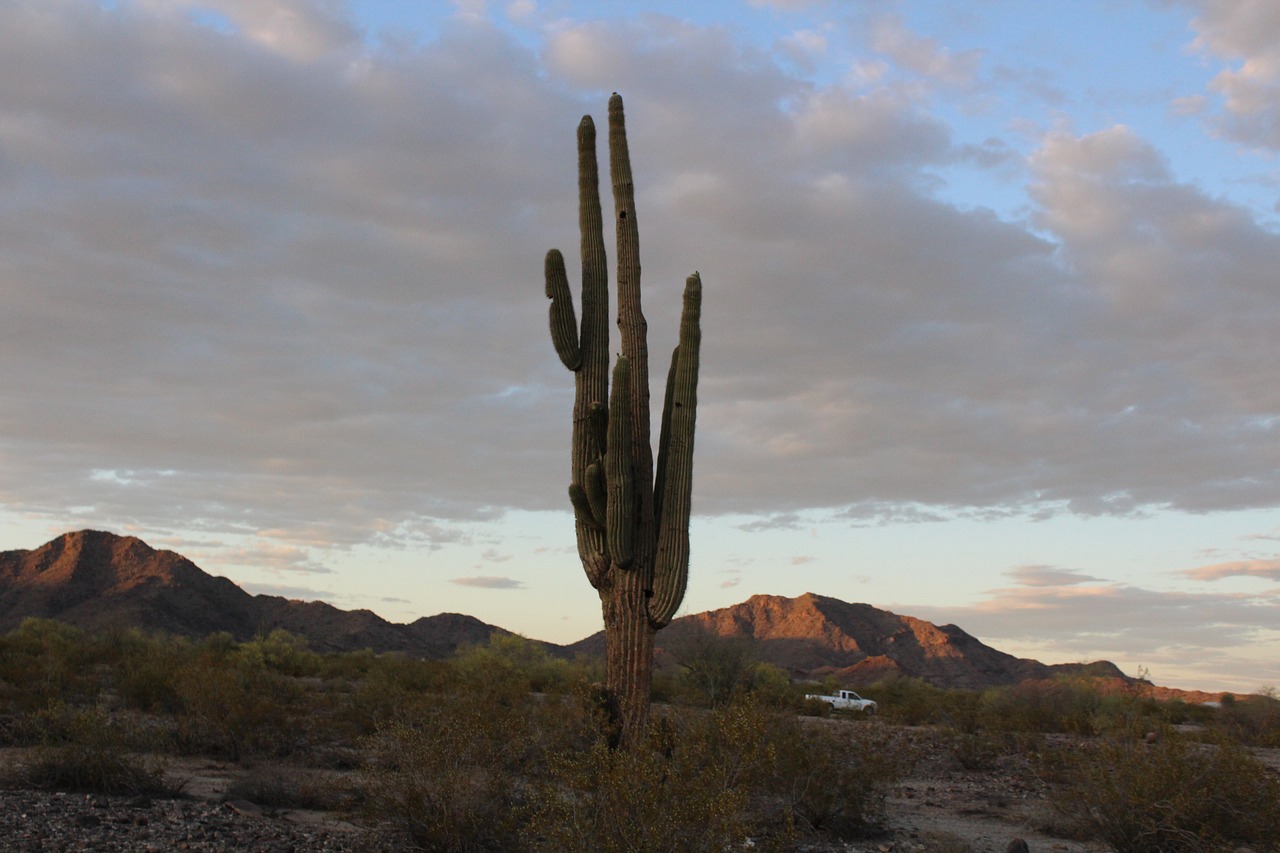 Kaktusas,  Žygiai,  Dykuma,  Arizona,  Į Pietvakarius, Nemokamos Nuotraukos,  Nemokama Licenzija