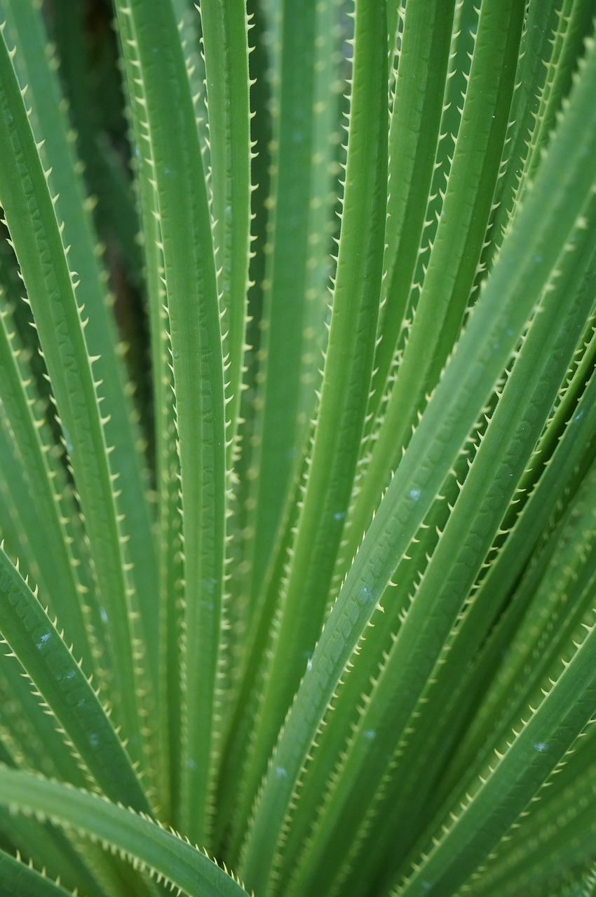 Kaktusas,  Žalias,  Sharp,  Texas,  Sotol,  Dasylirion Texanum,  Augalų,  Pobūdį,  Kaktusai,  Botanikos