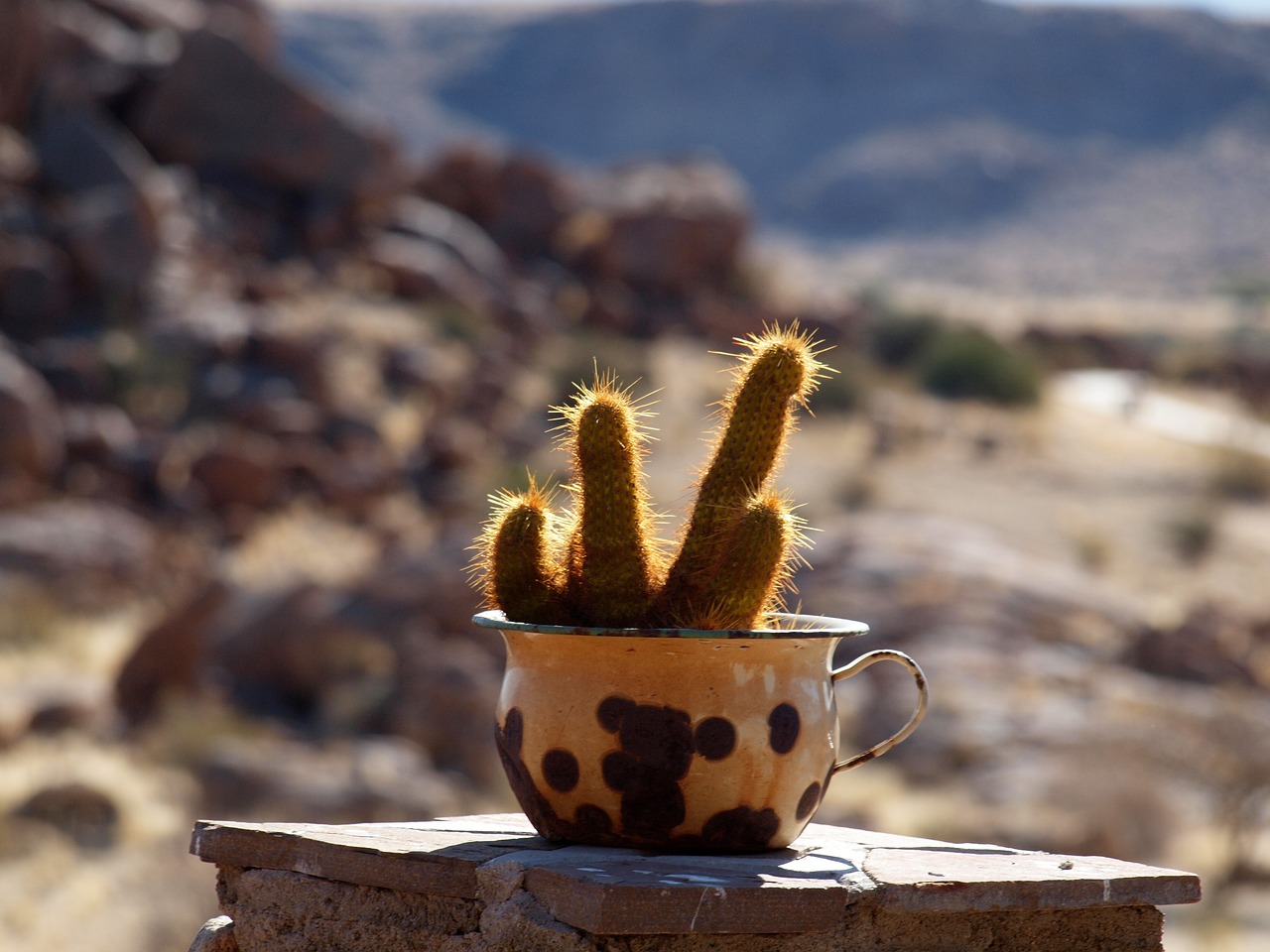Kaktusas,  Vaza,  Namibija,  Augalų,  Sodas,  Sultingas, Nemokamos Nuotraukos,  Nemokama Licenzija