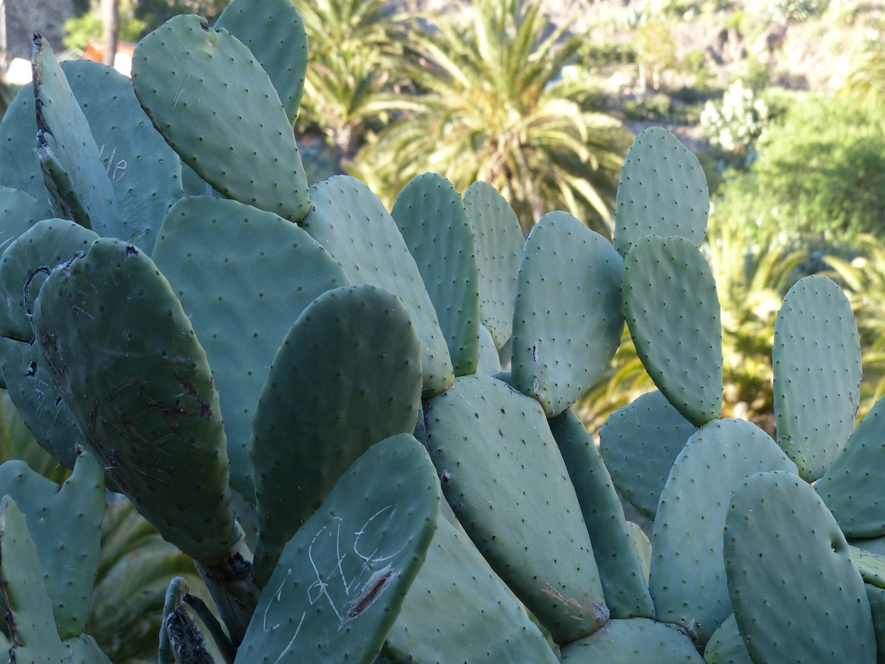 Kaktusas, Dygliuotas, Ausis Kaktusas, Dygliuotas Kriaušes, Ausis Palieka, Opuntia, Kaktusas Šiltnamius, Kaktusai, Opuntia Tomentosa, Nemokamos Nuotraukos