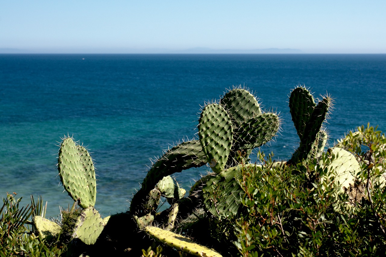 Kaktusas, Gamta, Vasara, Costa, Jūra, Ispanija, Kraštovaizdis, Nemokamos Nuotraukos,  Nemokama Licenzija