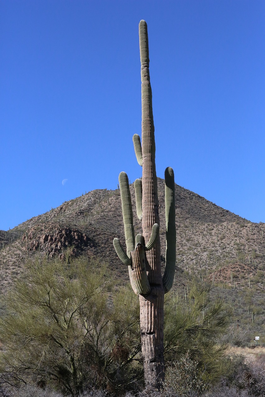 Kaktusas, Tucson, Arizona, Pietvakarius, Dykuma, Nemokamos Nuotraukos,  Nemokama Licenzija