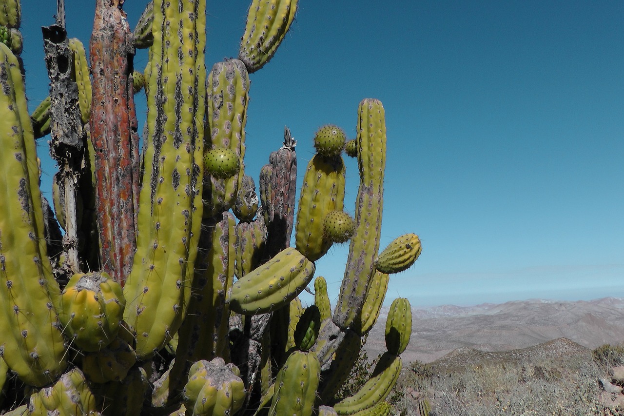 Kaktusas, Peru, Andes, Sausas, Dykuma, Nemokamos Nuotraukos,  Nemokama Licenzija