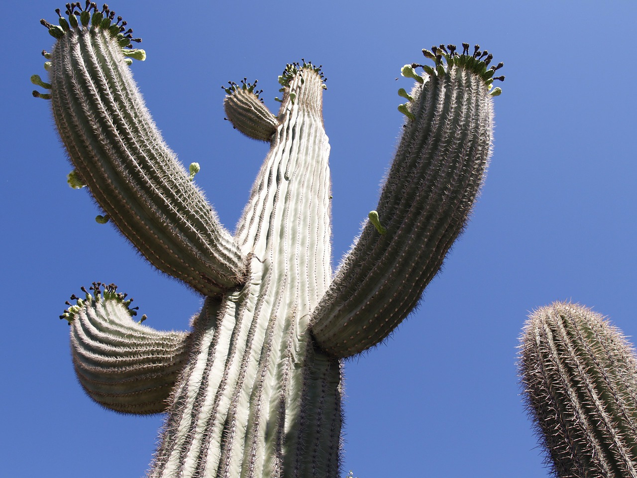 Kaktusas, Dykuma, Arizona, Usa, Gamta, Augalas, Nemokamos Nuotraukos,  Nemokama Licenzija