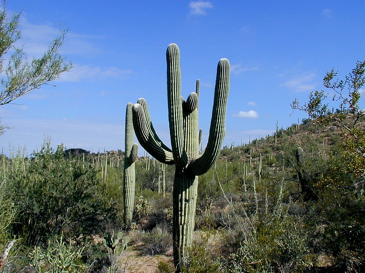 Kaktusas, Saguaro, Saguaro Nacionalinis Parkas, Arizona, Dykuma, Usa, Augalas, Vienatvė, Nemokamos Nuotraukos,  Nemokama Licenzija