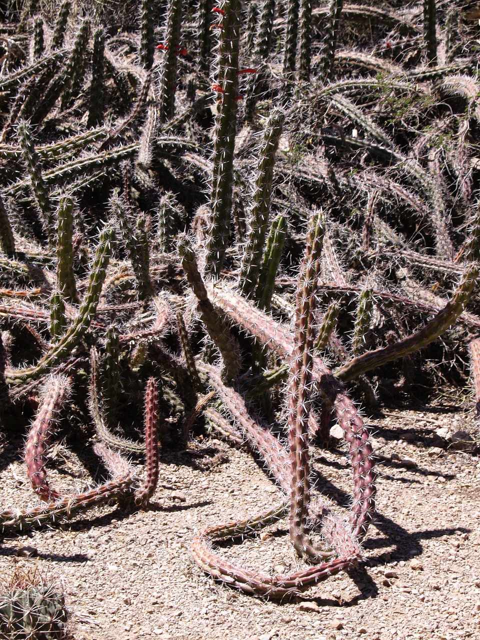 Kaktusas, Dykuma, Arizona, Usa, Sausas, Karštas, Nemokamos Nuotraukos,  Nemokama Licenzija