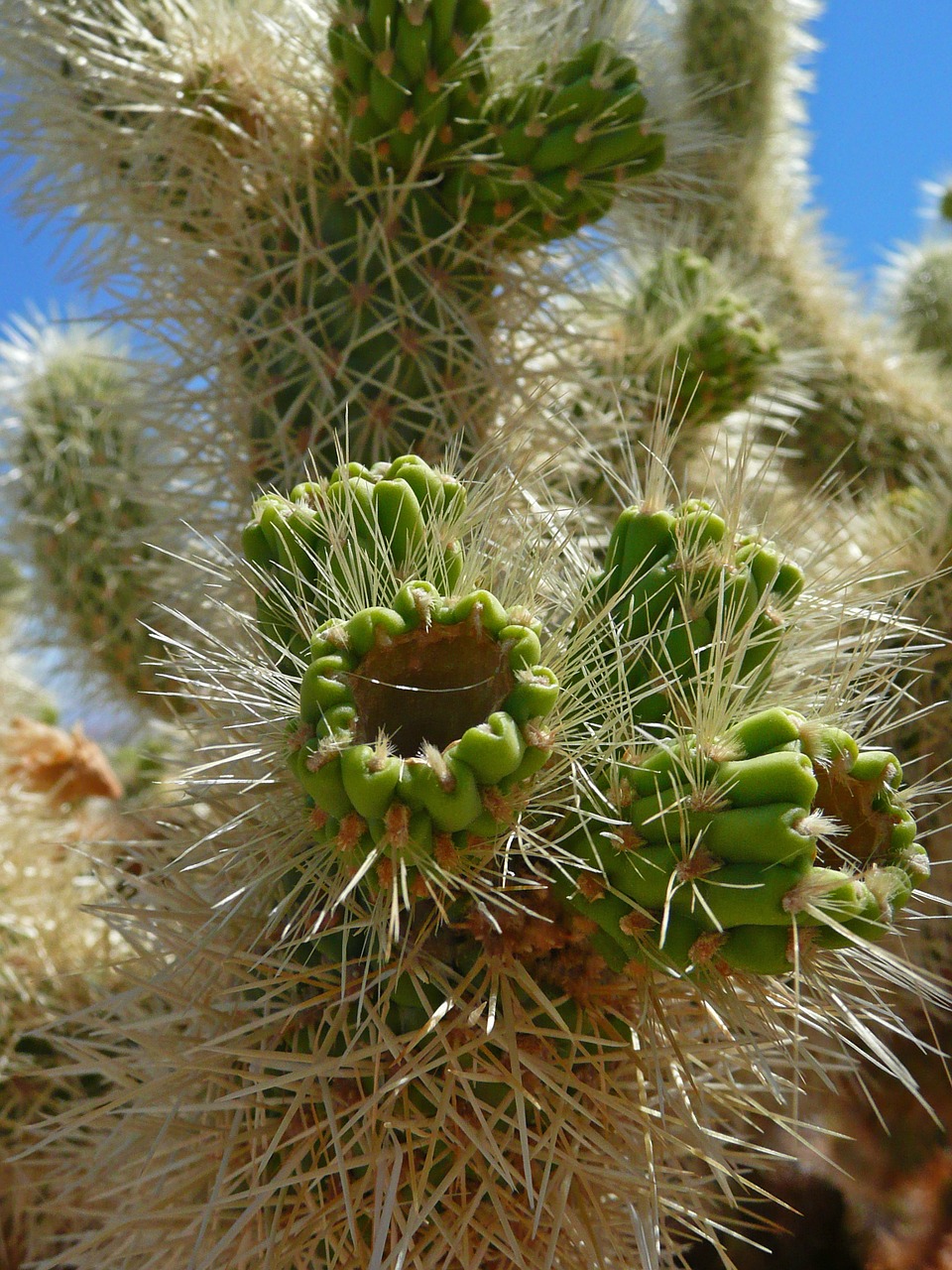 Kaktusas, Žalias, Spygliai, Aštrus, Augalas, Flora, Dykuma, Gamta, Nemokamos Nuotraukos,  Nemokama Licenzija