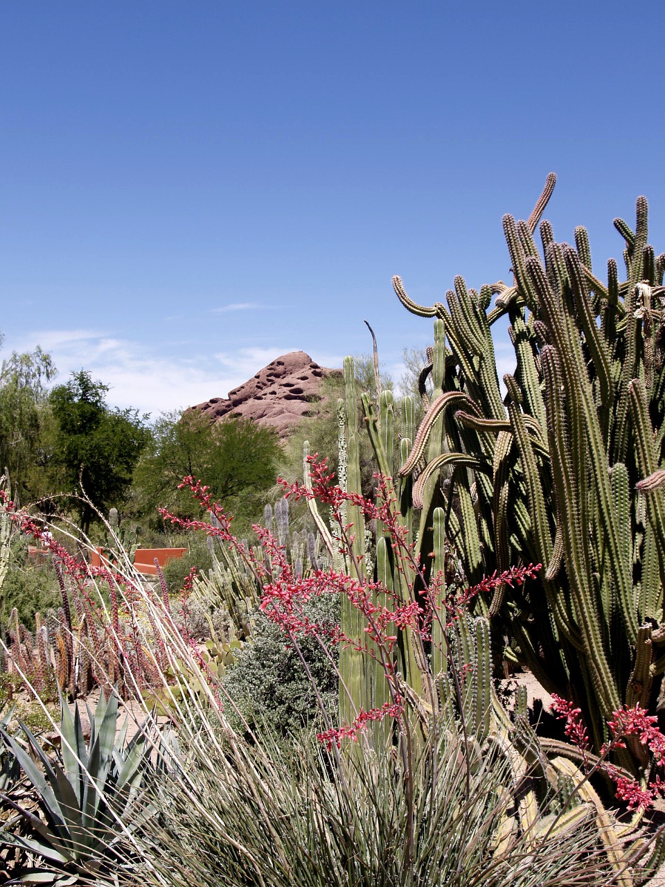 Kaktusas, Augalai, Raudona, Rokas, Kalnas, Kraštovaizdis, Gamta, Peizažas, Arizona, Usa