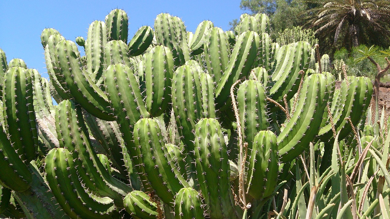 Kaktusas, Spiglys, Augalas, Gamta, Botanika, Žalias, Aštrus, Erškėtis, Kaktusai, Flora