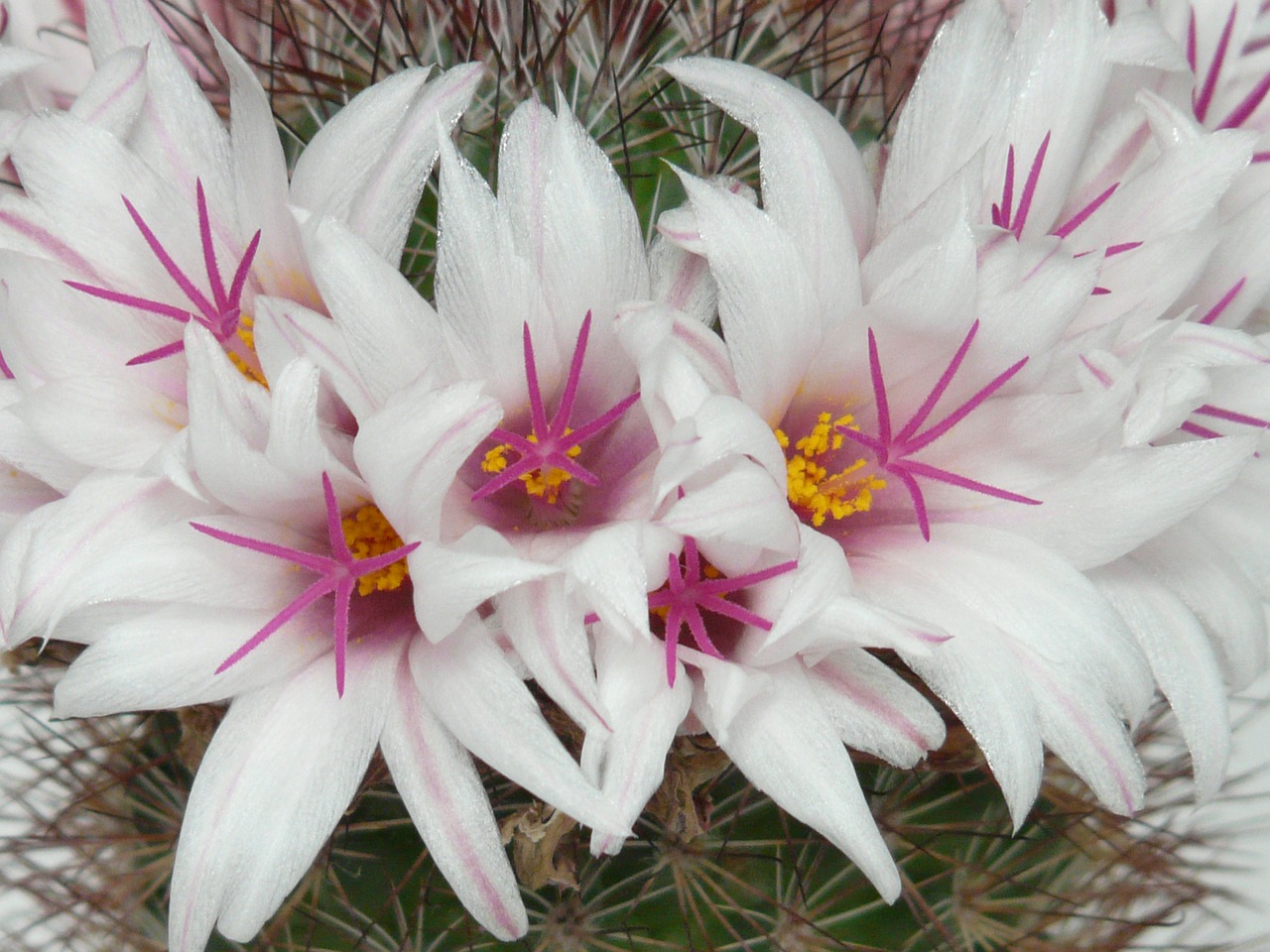 Kaktusas, Balta, Gėlės, Žydėti, Mammillaria Albicans, Mamiljardija, Kaktusas Šiltnamius, Kaktusai Balkšviai, Glazūruotas Apima, Violetinė