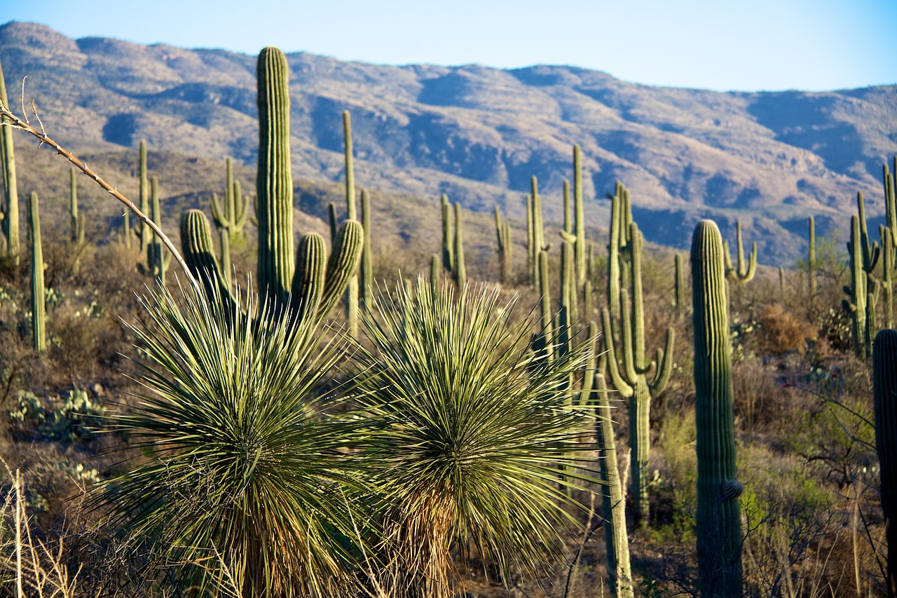 Kaktusas, Kalnai, Tuscon, Nemokamos Nuotraukos,  Nemokama Licenzija