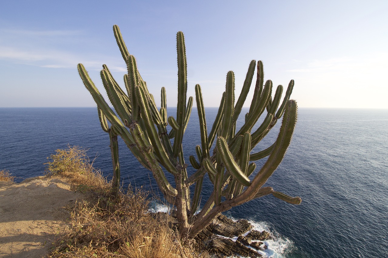 Kaktusas, Vandenynas, Ramiojo Vandenyno Regionas, Huatulco, Meksika, Nemokamos Nuotraukos,  Nemokama Licenzija